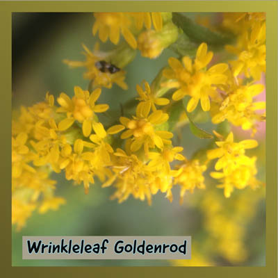 Wrinkle-leaf Goldenrod